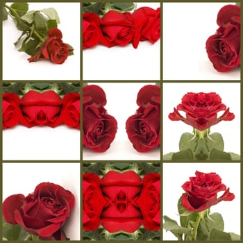 beatiful flowers-rose collage of nine photos 