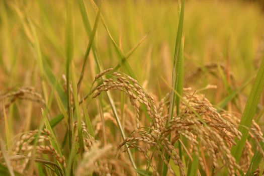 Close-up picture of paddy rice ready to be harvest.