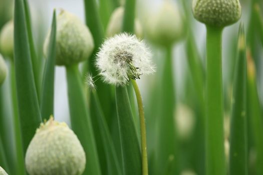 single dandelion that doesn't belong stands out in a group of onion flowers