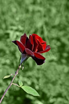 Red rose on green background