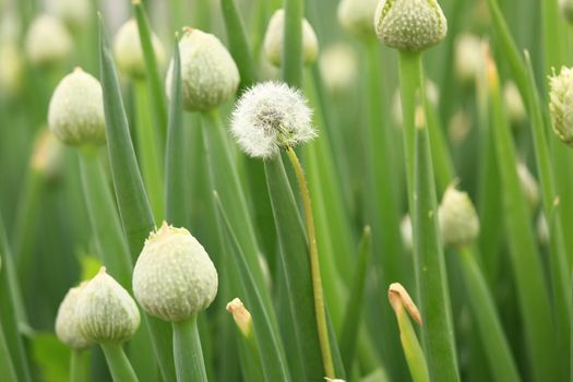 single dandelion that doesn't belong stands out in a group of onion flowers