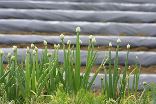 Onion flowers during spring with farm as the background.