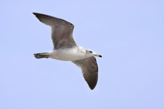 Lone Seagull In Flight with copy space