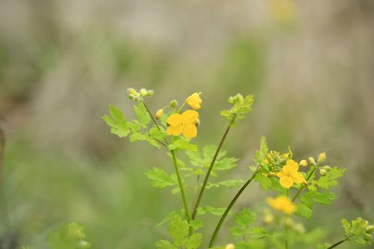 close up of yellow bidens flower on green background