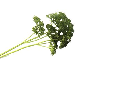 bunch of parsley (Petroselinum crispum) isolated on white background