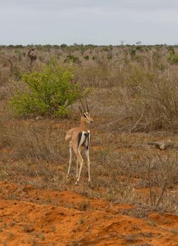 antelope