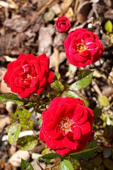 Four small red roses with blurry background