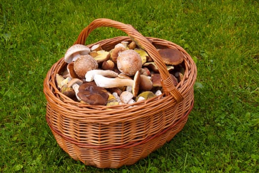 Full basket of fresh autumn mushroom