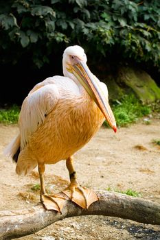 Big Pelican (Pelicanus onocrotalus) posing ZOO
