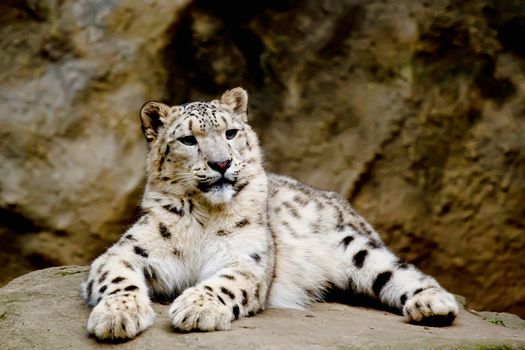 Snow Leopard Irbis (Panthera uncia) leopard looking ahead in zoo