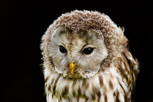 Nice portrait Ural Owl, Strix uralensis, a nightbird 