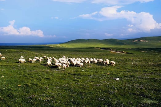 Green field and grazing sheep