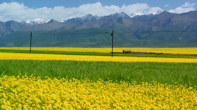 Filming in Qinghai, China,2008