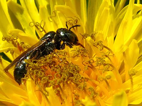 A photograph of a bee on a yellow flower.