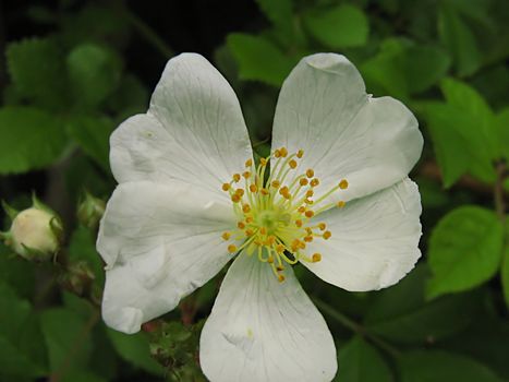 A photograph of a white flower in a field.