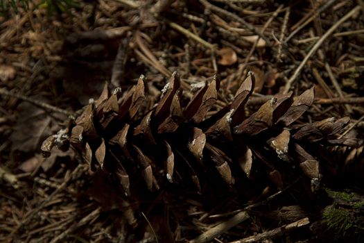 Pine cone resting on the dry forest floor