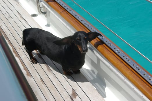 Wiener dog on yacht