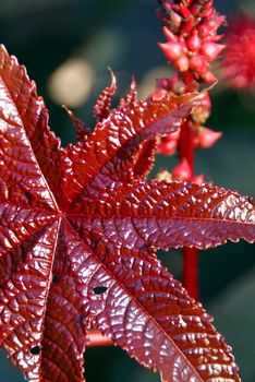 The glossy reddish brown leaf of Castor Oil Plant (Ricinus communis), a poisonous plant with many uses, eg. industrial, medical and cosmetic. Selective focus.