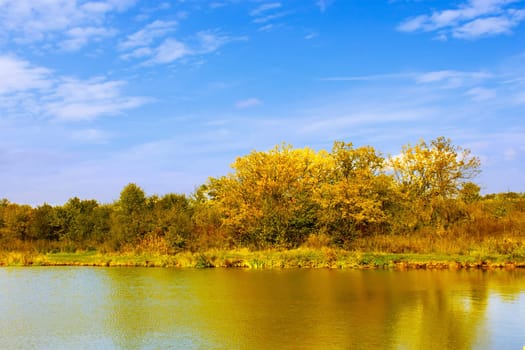 Trees on the lake in the bright autumn weather