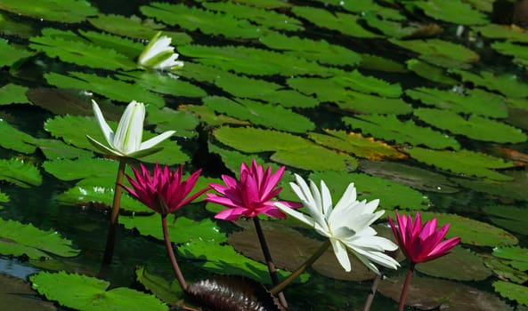 Blooming pink and white water lily