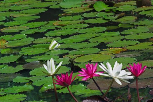 Blooming pink and white water lily