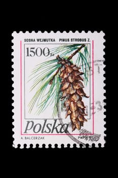 Poland - CIRCA 1978: A stamp is printed in Poland, pine, let out CIRCA in 1978.