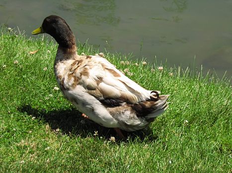 A photograph of a duck near a pond.