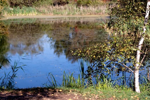 A pond with autumn forest, birch and grass  
