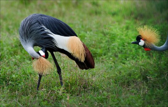 Curiosity. The crane peeps behind the the neighbor a crane.Black crowned crane. 