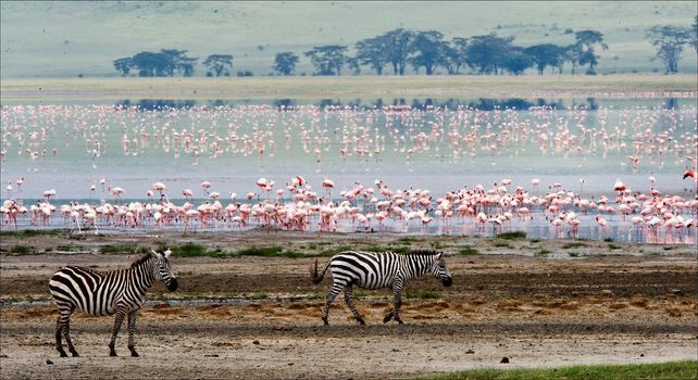 Two zebras and flamingo. Two zebras go on coast of lake from a flamingo.