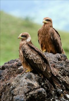 Black Kite (Milvus migrans.)