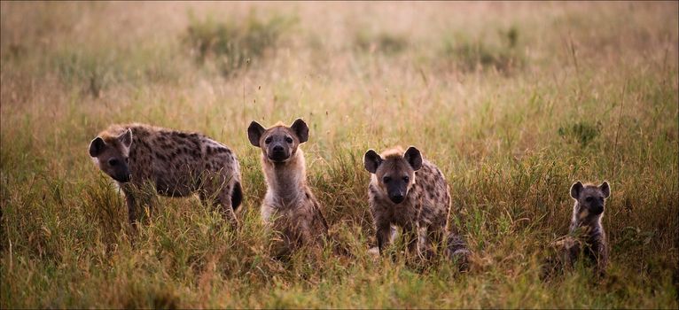 Crocuta crocuta. Family of hyenas.Hyenas early in the morning in a grass.