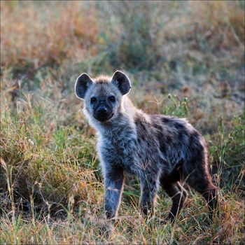 The spotted hyena (Crocuta crocuta) also known as laughing hyena, is a carnivorous mammal of the family Hyaenidae, of which it is the largest extant member.