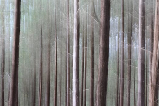 Pine tree woodland with shapes and textures, natural  blurred abstract background effect.