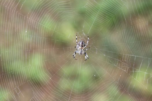 Woodland spider waiting at the centre of a web.