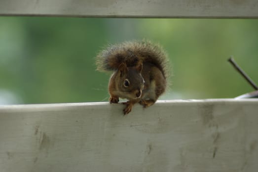 chipmunk on fence