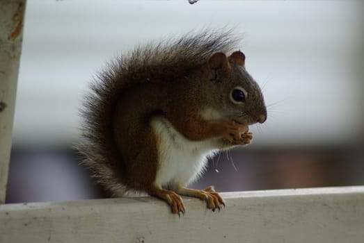 chipmunk eating nut