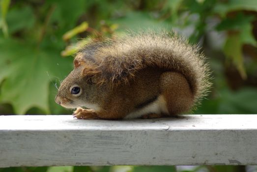 chipmunk hunched on fence