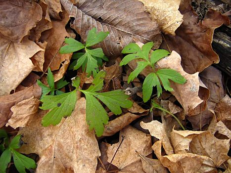 A photograph of leaves detailing their texture.