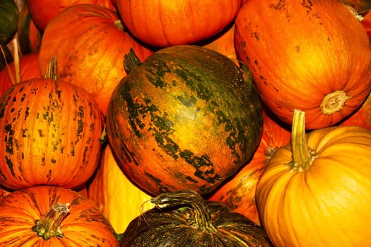 Oodles of orange and yellow ripe pumpkins. After the autumn harvest