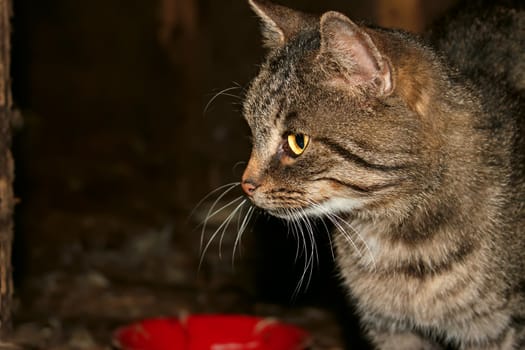 Grey tabby near the bowls