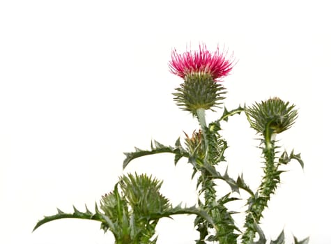 Thistle flower on the plant isolated on white background