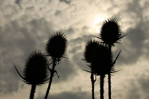 Dry flowers of teasel on the background cloudy sky