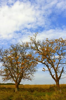 Two old walnut trees on the background of field and sky in autumn season