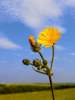 Yellow wild flower on a background of field and sky