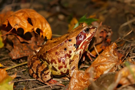 Meadows frog in the woods in autumn. Latin name: Rana temporaria