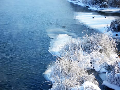 Wild ducks floating on the river in 18-degree frost