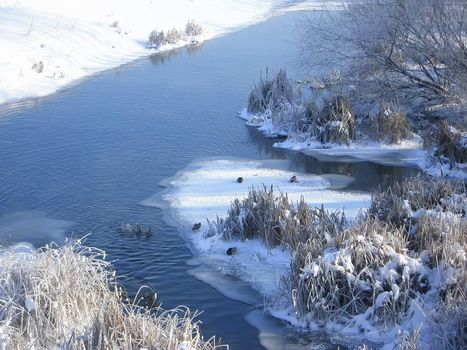 Wild ducks floating on the river in 18-degree frost