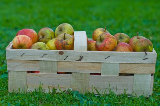 Several natural apples in basket on a meadow