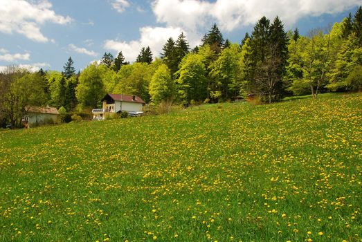 This is very large valley calling "Vallee de la Sagne et des Ponts" situating in Switzerland Jura, it is a Field of dandelions with some houses and the forest in the background